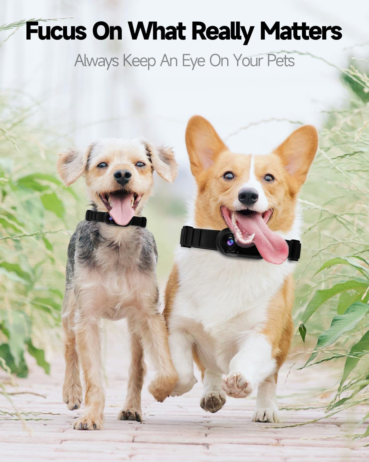 Pet Collar Camera