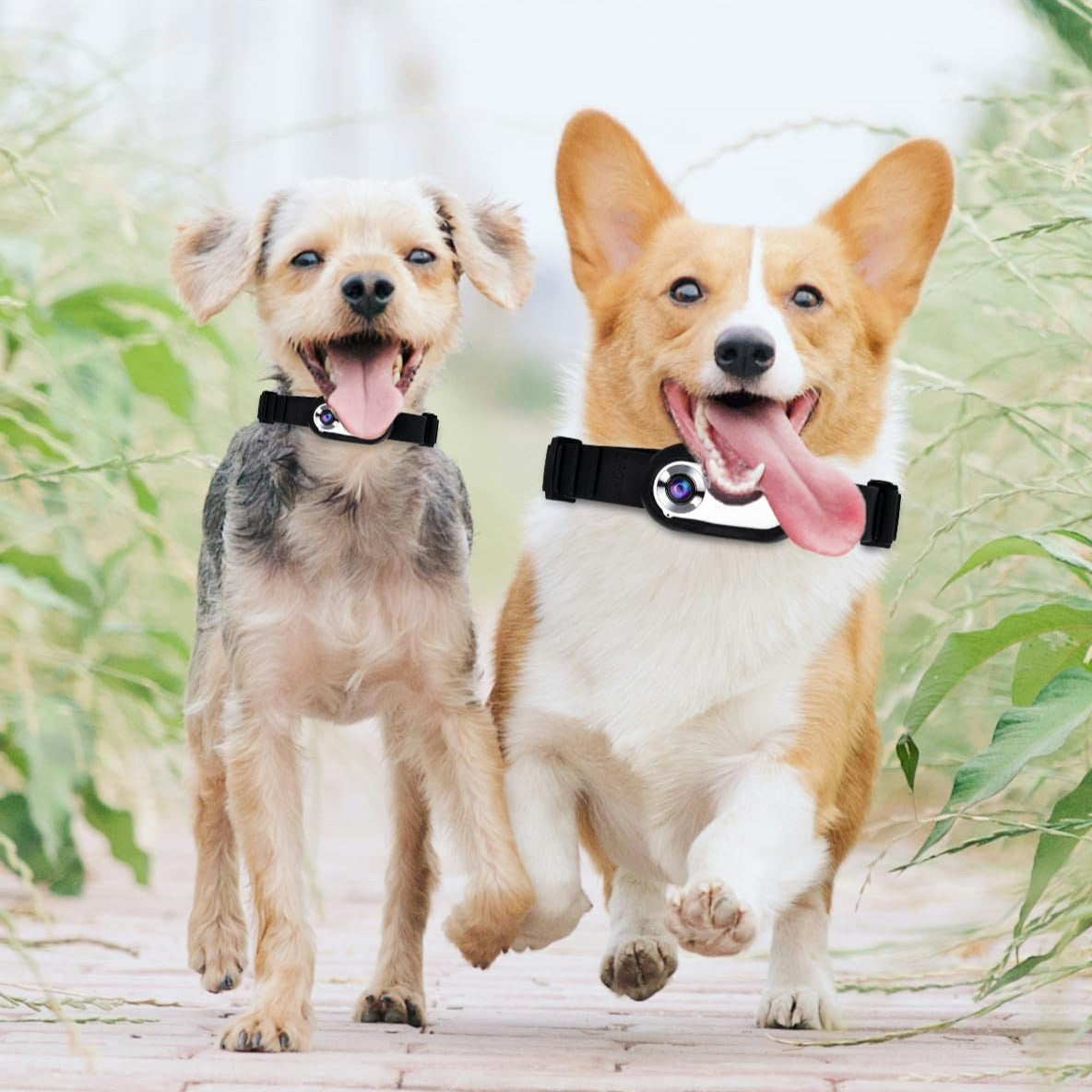 Pet Collar Camera